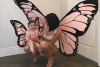 Kylie Jenner And Baby Stormi Twin As Butterflies For Halloween 